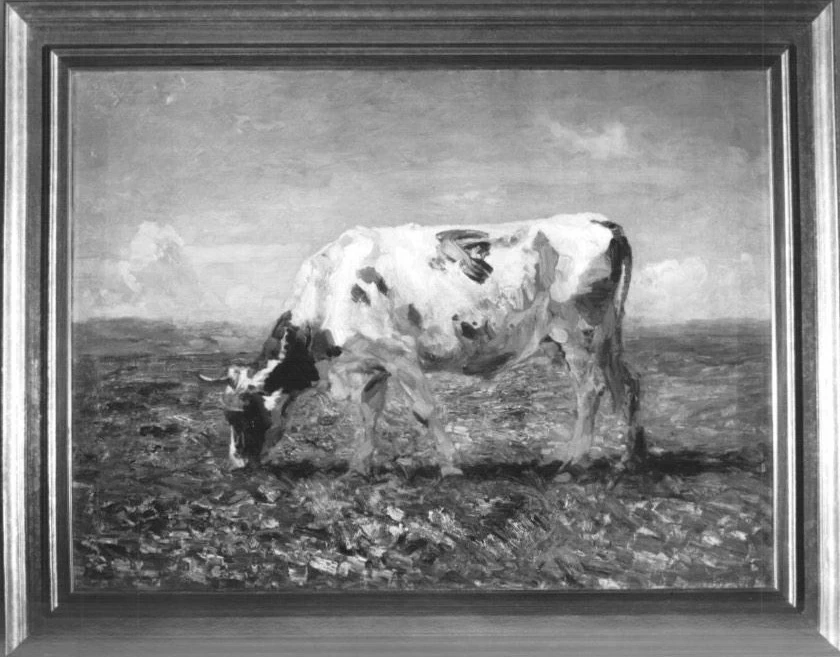 Mucca al pascolo - monte di Pietà, Venezia